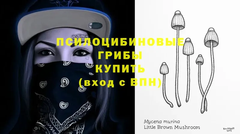 MEGA как войти  Узловая  Галлюциногенные грибы Psilocybe 